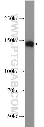 WDR7 Antibody in Western Blot (WB)