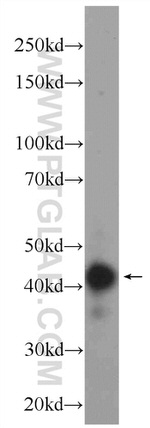 LYAR Antibody in Western Blot (WB)