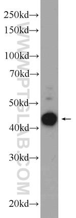 LYAR Antibody in Western Blot (WB)
