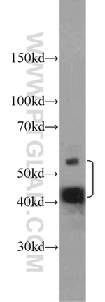 LYAR Antibody in Western Blot (WB)