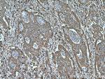 IRX6 Antibody in Immunohistochemistry (Paraffin) (IHC (P))