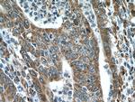 IRX6 Antibody in Immunohistochemistry (Paraffin) (IHC (P))