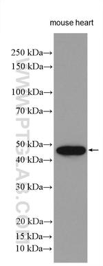 IRX6 Antibody in Western Blot (WB)