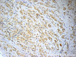 CCDC53 Antibody in Immunohistochemistry (Paraffin) (IHC (P))