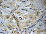 CCDC53 Antibody in Immunohistochemistry (Paraffin) (IHC (P))