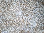 CCDC53 Antibody in Immunohistochemistry (Paraffin) (IHC (P))