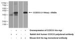 CCDC53 Antibody in Western Blot (WB)
