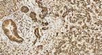 RCCD1 Antibody in Immunohistochemistry (Paraffin) (IHC (P))
