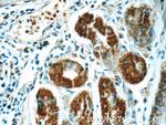 RCCD1 Antibody in Immunohistochemistry (Paraffin) (IHC (P))