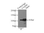 C1orf26 Antibody in Immunoprecipitation (IP)