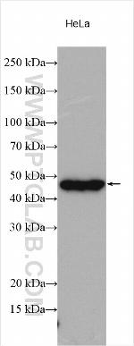 CEP44 Antibody in Western Blot (WB)