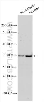 FAM47B Antibody in Western Blot (WB)