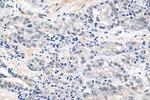 EXOSC9 Antibody in Immunohistochemistry (Paraffin) (IHC (P))