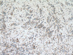GEF-H1 Antibody in Immunohistochemistry (Paraffin) (IHC (P))