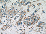 GEF-H1 Antibody in Immunohistochemistry (Paraffin) (IHC (P))