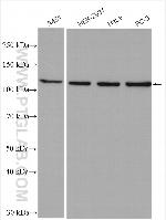 GEF-H1 Antibody in Western Blot (WB)