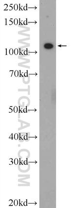 GEF-H1 Antibody in Western Blot (WB)
