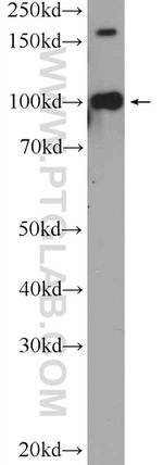 GEF-H1 Antibody in Western Blot (WB)