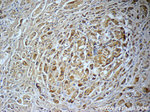 C1QBP Antibody in Immunohistochemistry (Paraffin) (IHC (P))