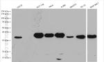 C1QBP Antibody in Western Blot (WB)