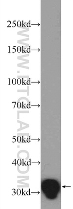 C1QBP Antibody in Western Blot (WB)