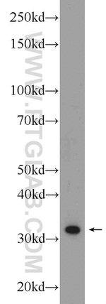 C1QBP Antibody in Western Blot (WB)