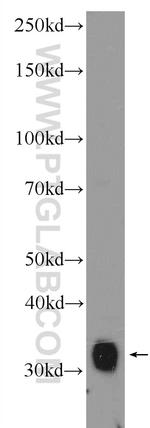 C1QBP Antibody in Western Blot (WB)