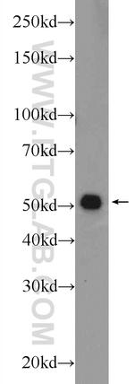 TMEM194A Antibody in Western Blot (WB)