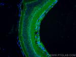 OPN4 Antibody in Immunohistochemistry (PFA fixed) (IHC (PFA))