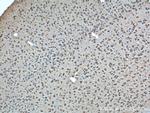 GPR19 Antibody in Immunohistochemistry (Paraffin) (IHC (P))