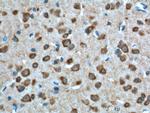 GPR19 Antibody in Immunohistochemistry (Paraffin) (IHC (P))