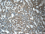 E2F7 Antibody in Immunohistochemistry (Paraffin) (IHC (P))