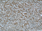RRP7A Antibody in Immunohistochemistry (Paraffin) (IHC (P))