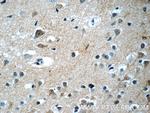 RRP7A Antibody in Immunohistochemistry (Paraffin) (IHC (P))