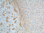 VPS13B Antibody in Immunohistochemistry (Paraffin) (IHC (P))