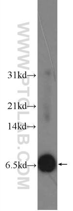C6orf173 Antibody in Western Blot (WB)