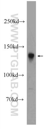 STXBP5 Antibody in Western Blot (WB)