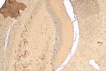 FBXO41 Antibody in Immunohistochemistry (Paraffin) (IHC (P))