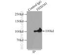FBXO41 Antibody in Immunoprecipitation (IP)