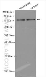 FBXO41 Antibody in Western Blot (WB)