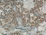 RNF145 Antibody in Immunohistochemistry (Paraffin) (IHC (P))