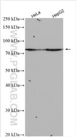 RNF145 Antibody in Western Blot (WB)
