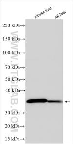 TRIM40 Antibody in Western Blot (WB)