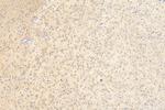 SYTL5 Antibody in Immunohistochemistry (Paraffin) (IHC (P))