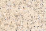 SYTL5 Antibody in Immunohistochemistry (Paraffin) (IHC (P))
