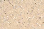 SYTL5 Antibody in Immunohistochemistry (Paraffin) (IHC (P))