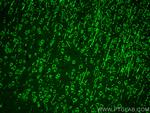 SYTL5 Antibody in Immunohistochemistry (PFA fixed) (IHC (PFA))