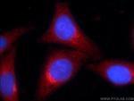 ZNF140 Antibody in Immunocytochemistry (ICC/IF)