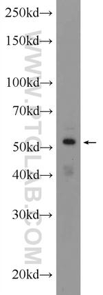 ZNF140 Antibody in Western Blot (WB)