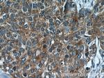 RNF25 Antibody in Immunohistochemistry (Paraffin) (IHC (P))